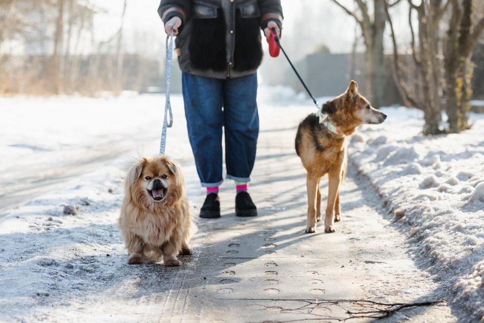 Łódź. Pani Iza i psy adoptowane ze schroniska w Łodzi