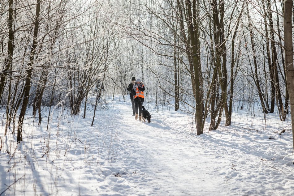 Łódź. Psy ze schroniska w Łodzi na spacerze