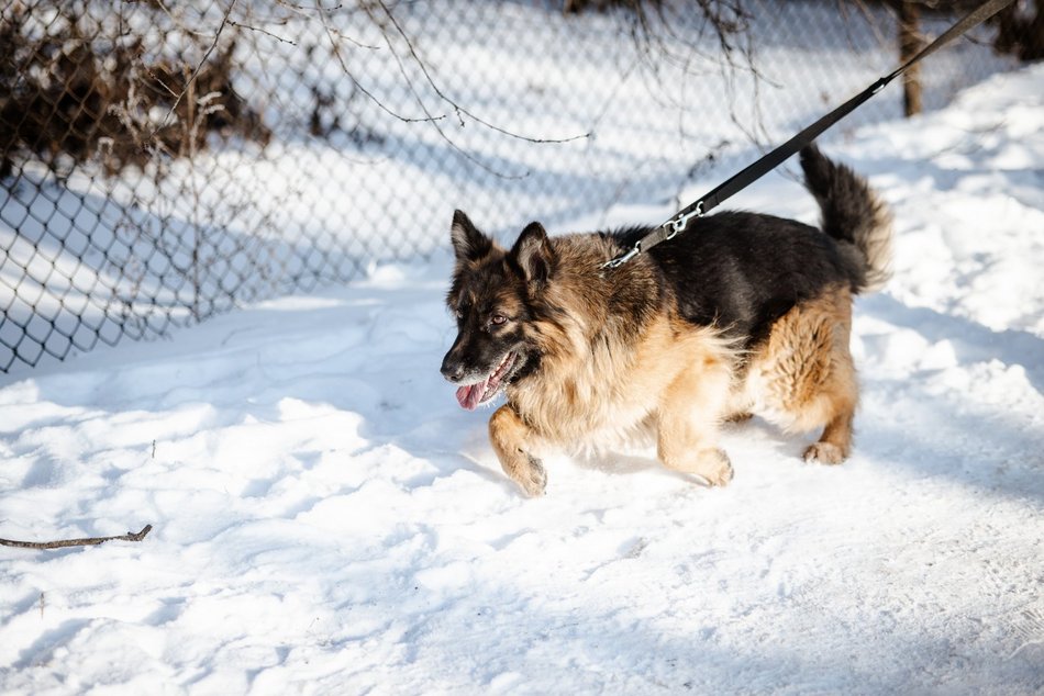 Łódź. Psy ze schroniska w Łodzi na spacerze