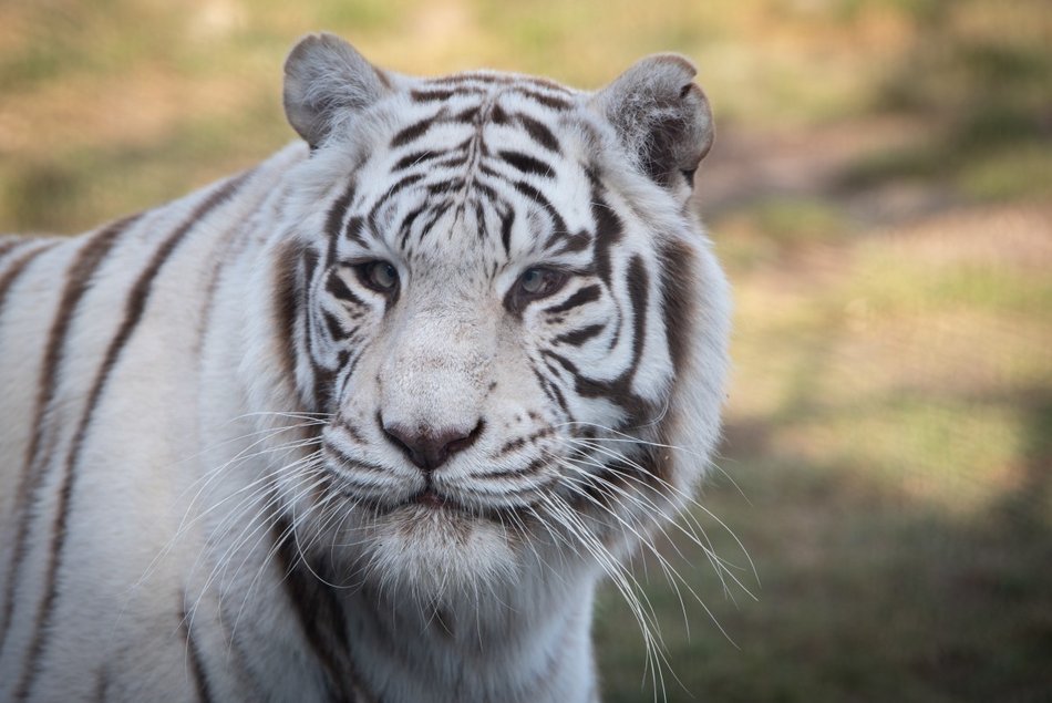 Łódź. TOP 10 miejsc w Łódzkiem na rodzinną wycieczkę. Dinozaury, safari i park linowy