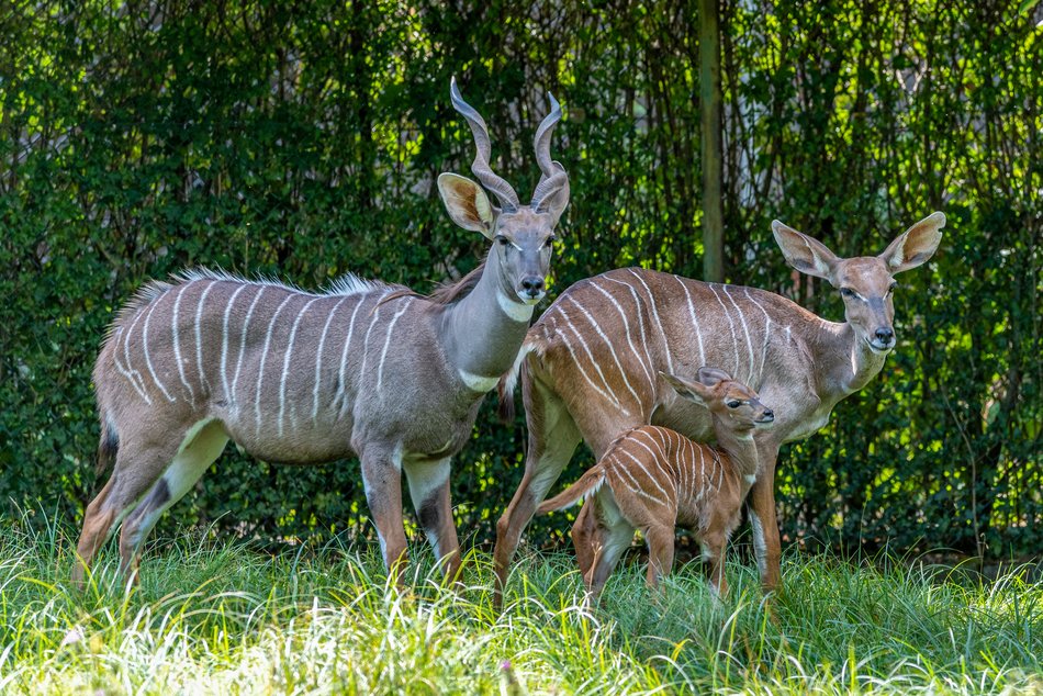 Orientarium Zoo Łódź. Jedyne stado kudu małych w Polsce. Co to za zwierzęta?