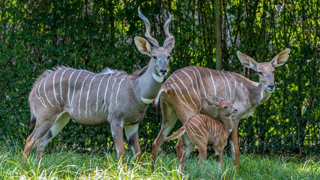 Orientarium Zoo Łódź. Jedyne stado kudu małych w Polsce. Co to za zwierzęta? [ZDJĘCIA]