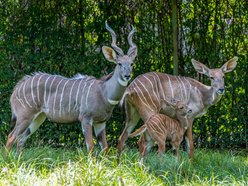 Orientarium Zoo Łódź. Jedyne stado kudu małych w Polsce. Co to za zwierzęta?