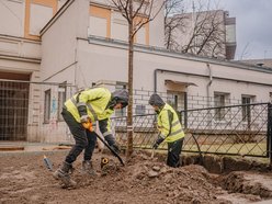 Sadzenie drzew na ul. Legionów przy placu Wolności