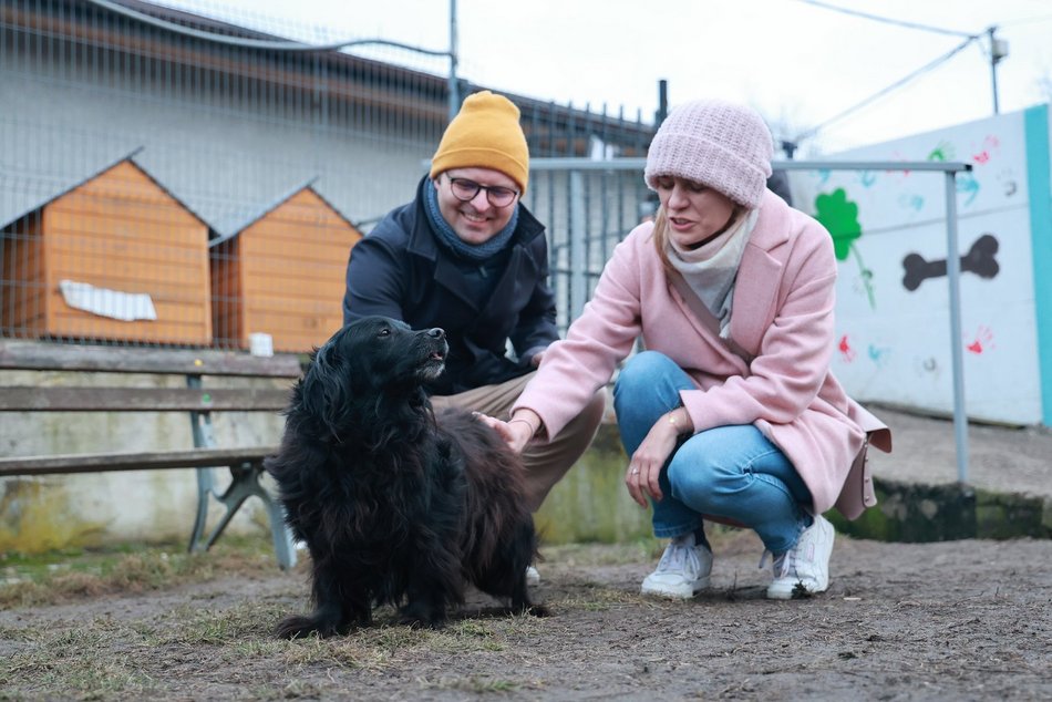 Skatowana suczka ze schroniska w Łodzi jedzie do domu