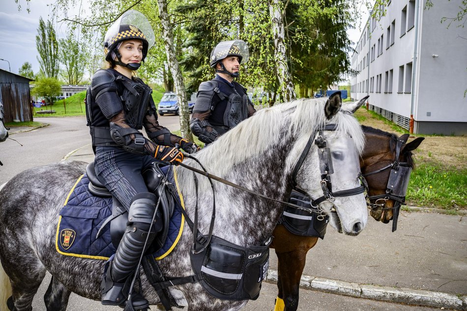 Łódź. Zwierzęta Straży Miejskiej na szkoleniu