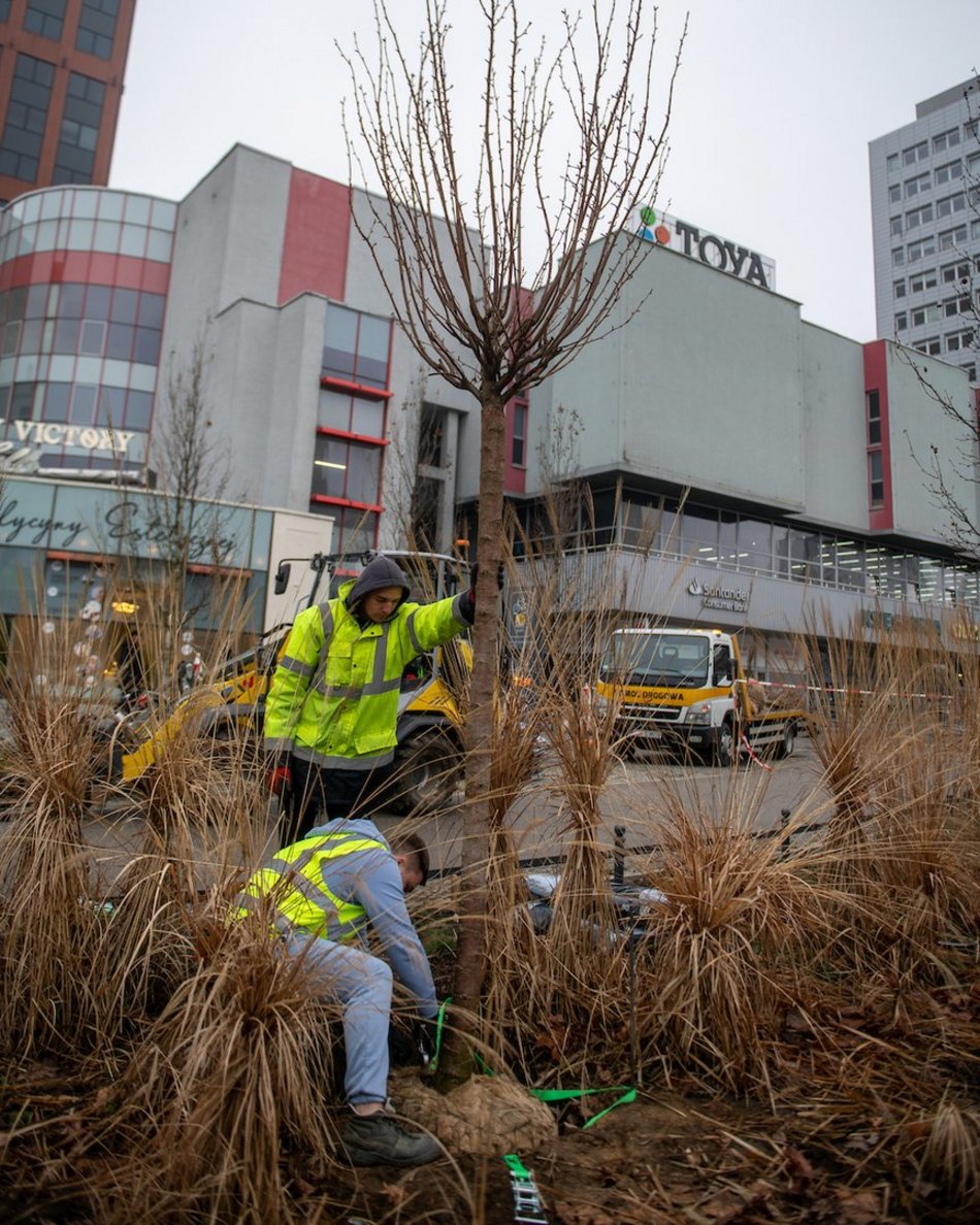 Łódź. Różowa aleja w centrum. Przy Piłsudskiego trwają nasadzenia wiśni japońskich