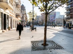 Łódź. Drzewa osłonięte przed zimą