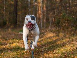 Łódź. Stowarzyszenie „Amstaffy Niczyje” z Łodzi zwalcza stereotypy. Siła i łagodność mogą iść w parze!