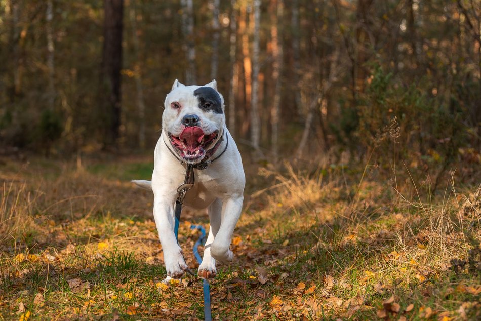 Łódź. Stowarzyszenie „Amstaffy Niczyje” z Łodzi zwalcza stereotypy. Siła i łagodność mogą iść w parze!