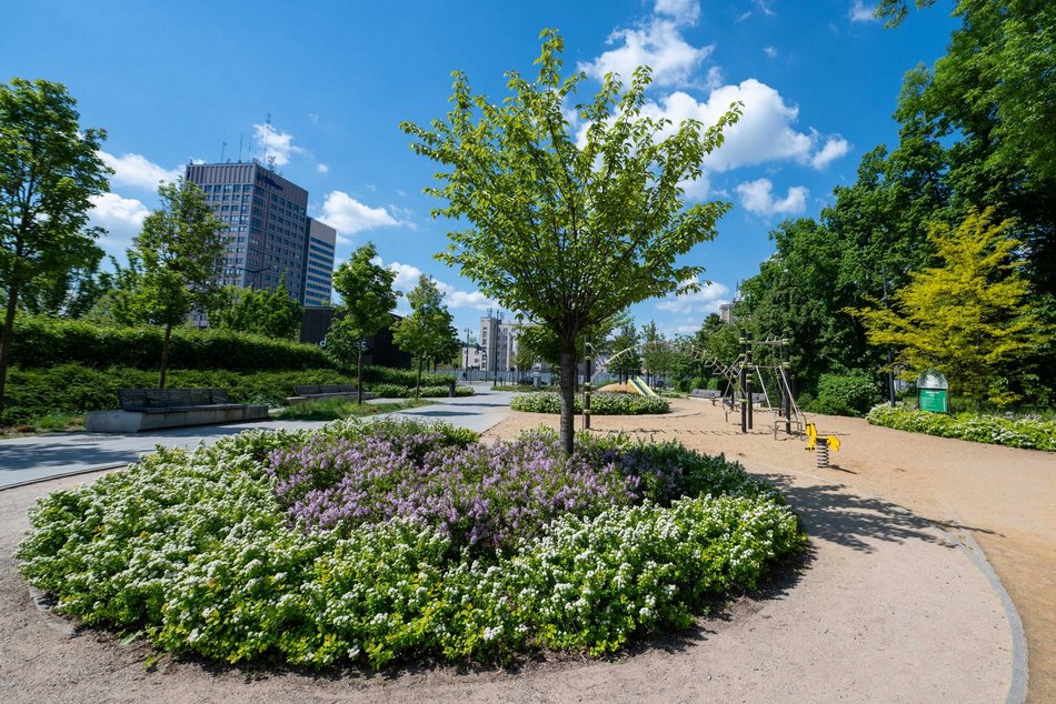 Łódź. Kolorowy bez opanował Park Moniuszki w Łodzi! Szykuje się fioletowo-biała wiosna!
