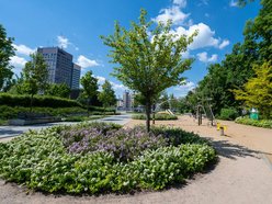 Łódź. Kolorowy bez opanował Park Moniuszki w Łodzi! Szykuje się fioletowo-biała wiosna!