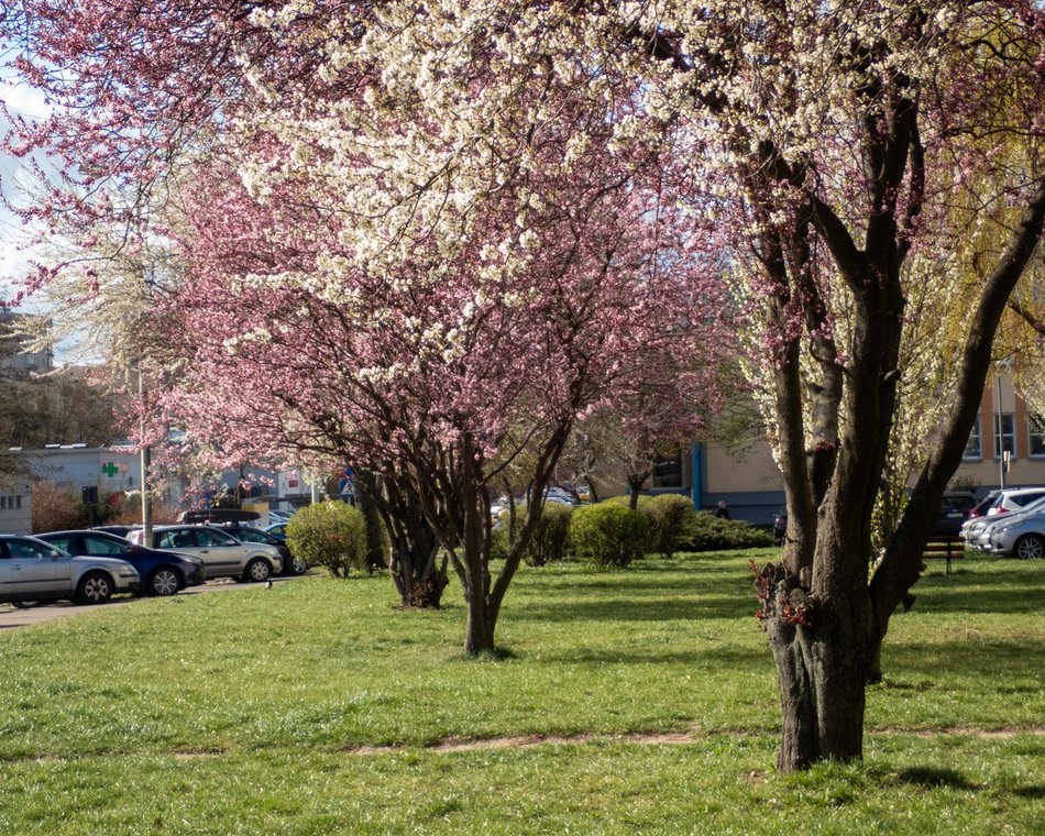 Łódź. Wiosna zagościła na Narutowicza w Łodzi na dobre! Spacer tam to czysta przyjemność