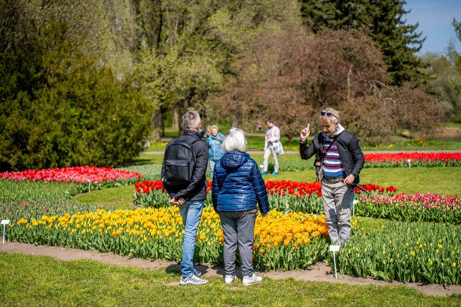 Łódź. Tysiące tulipanów w Ogrodzie Botanicznym w Łodzi. Przyjdź i zobacz je na własne oczy!