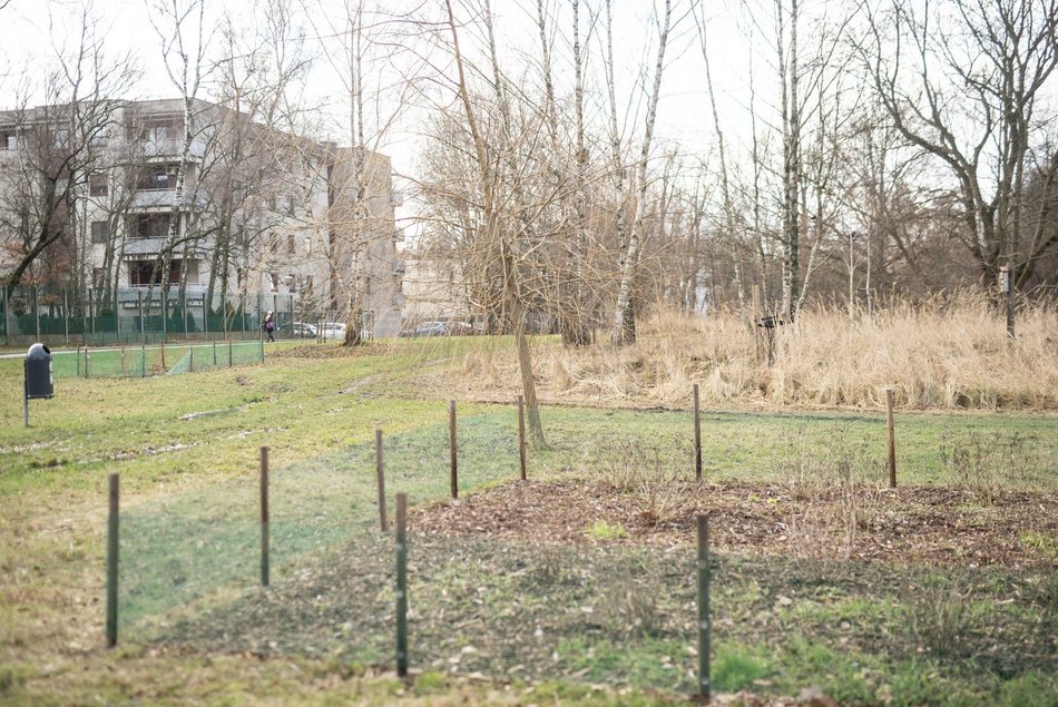 Łódź. Park Puchalskiego w Łodzi zmienia się dla mieszkańców. Nowe alejki i nasadzenia
