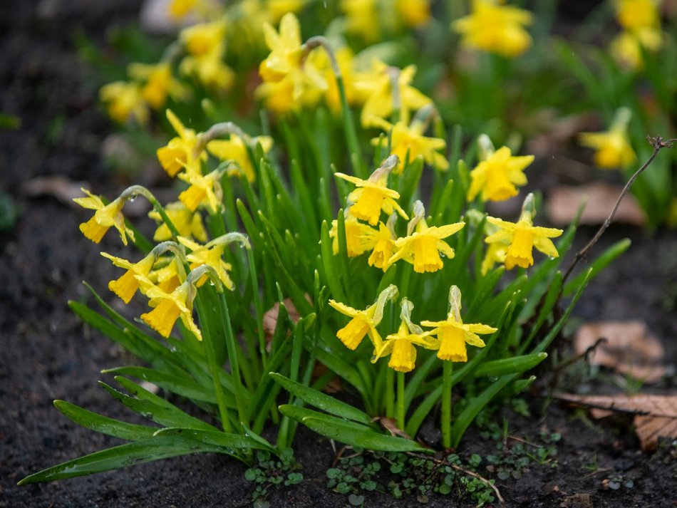 Ogród Botaniczny w Łodzi