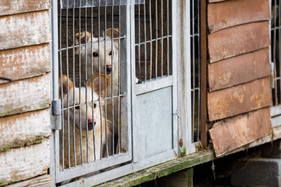 Schronisko w Łodzi z rekordem adopcji