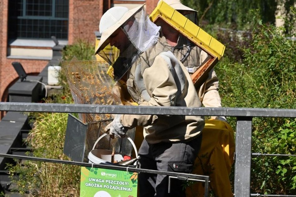 Synergia w Łodzi. Charytatywne miodobranie w pasiece łódzkiego Centrum Biznesowego