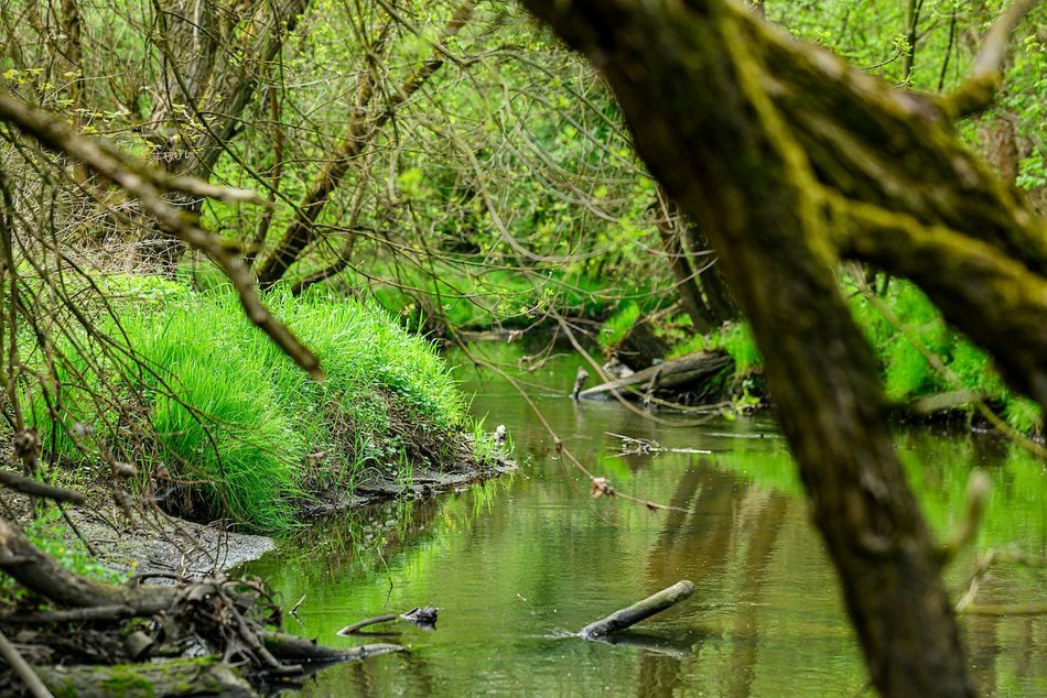 Łódź. Nazwij teren przy rzece Ner w Łodzi! Zielony zakątek w twoich rękach!