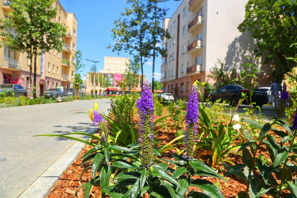 Łódź. Knychalskiego w Łodzi cała w zieleni! Nowe drzewa, kwiaty i rabaty