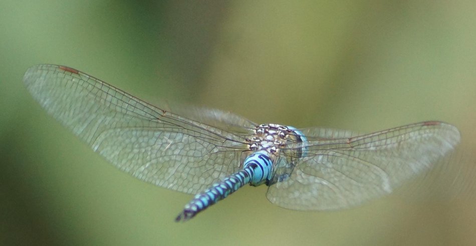 Łódź. Życie pod taflą wody. Niezwykły świat bezkręgowców w łódzkich rzekach