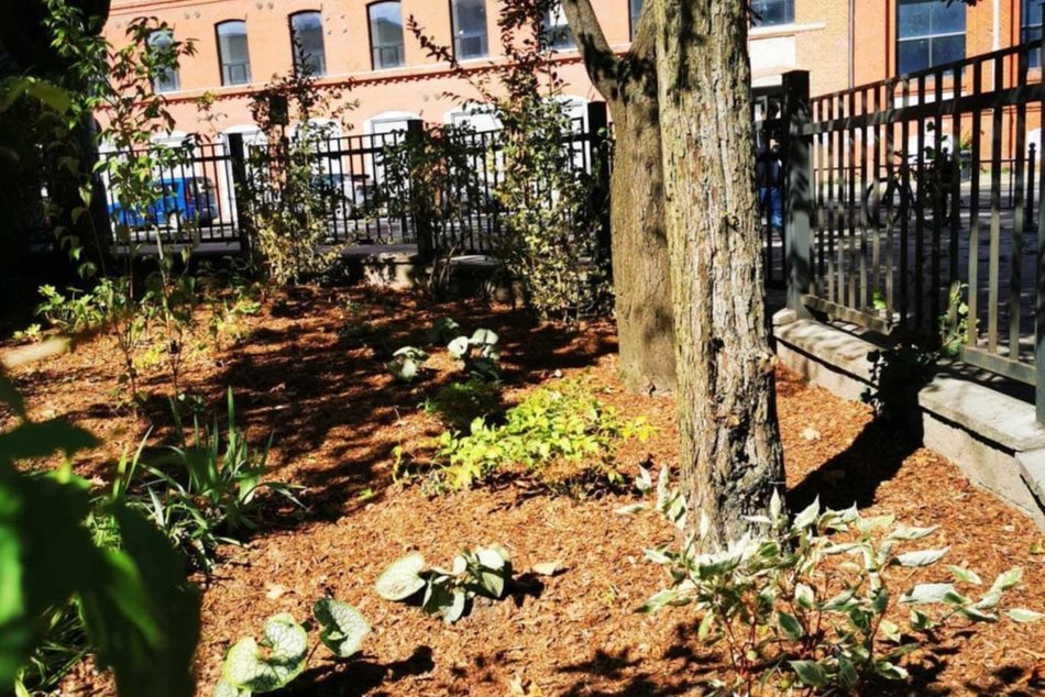 Zobacz zielony ogródek powstał przy XXI liceum ogólnokształcącym w Łodzi