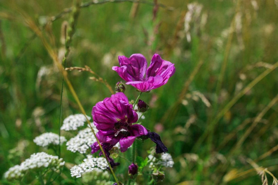 Łąka kwietna przy ASP