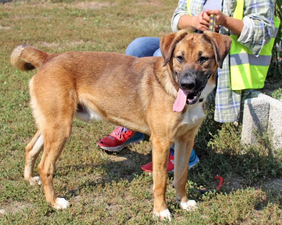 Łódź. Cezar jest w schronisku w Łodzi zdecydowanie za długo. Pomóż mu znaleźć nowy dom!