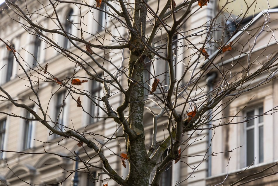 Łódź. Nowe drzewa na Piotrkowskiej w Łodzi. To także zasługa łódzkiego biznesu!