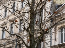 Łódź. Nowe drzewa na Piotrkowskiej w Łodzi. To także zasługa łódzkiego biznesu!