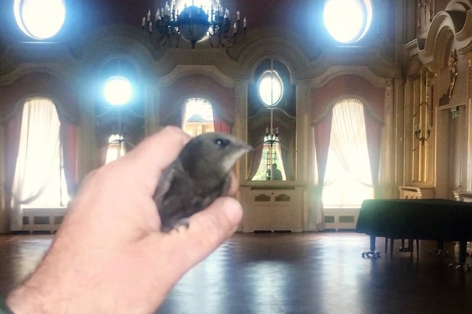 Łódź. Nietypowy gość w Muzeum Miasta Łodzi. Interweniował Ośrodek Rehabilitacji Dzikich Zwierząt, fot. MMŁ