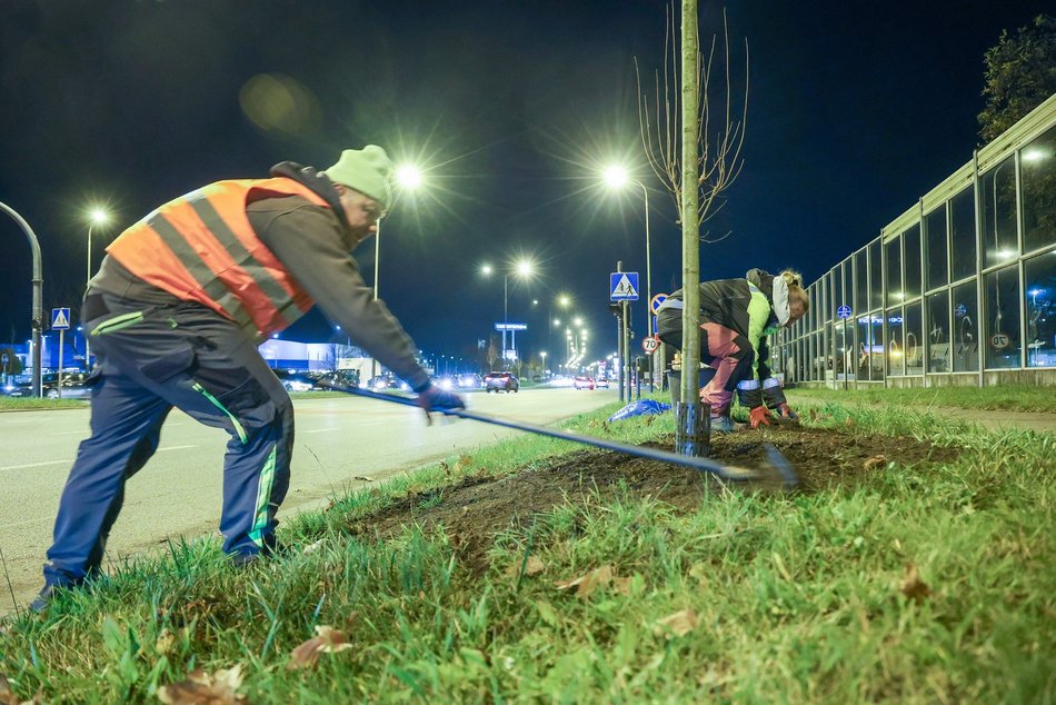 Łódź. Nowe drzewa przy Jana Pawła II