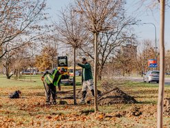 Łódź. Nowe drzewa, jesienne nasadzenia