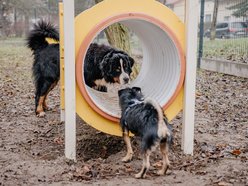 Łódź. Nowy psi park w Łodzi już otwarty! Koziny zyskały odjazdowe miejsce dla czworonogów