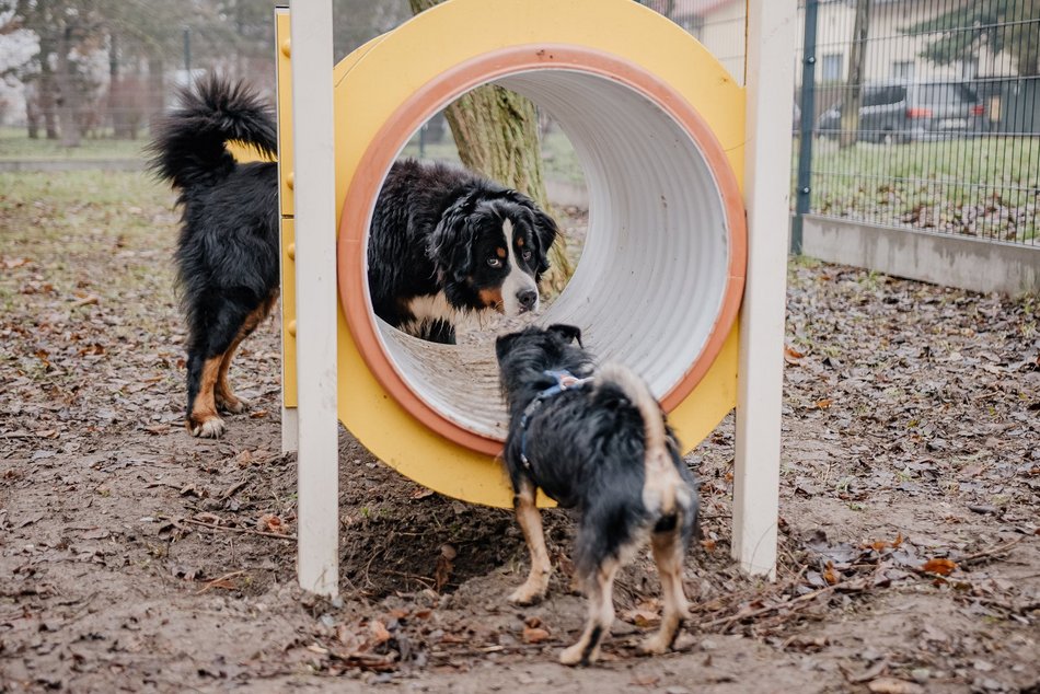 Łódź. Nowy psi park w Łodzi już otwarty! Koziny zyskały odjazdowe miejsce dla czworonogów