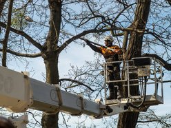 Łódź. Wiosenna pielęgnacja drzew w Łodzi. Dlaczego jest potrzebna?