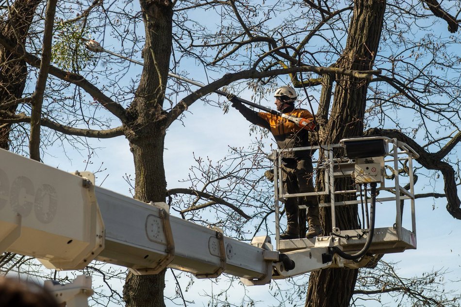 Łódź. Wiosenna pielęgnacja drzew w Łodzi. Dlaczego jest potrzebna?