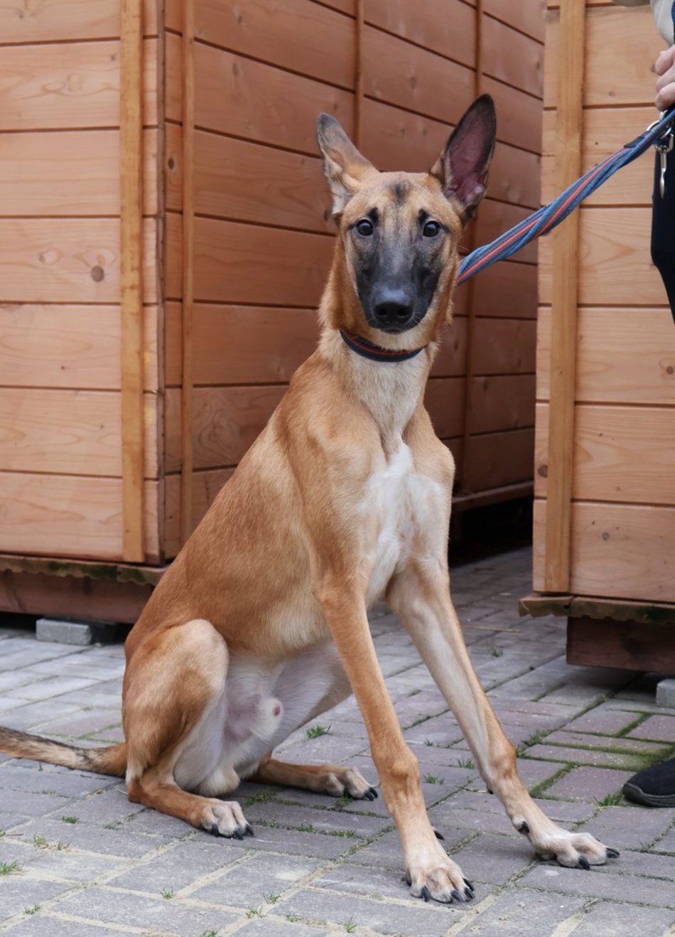 Łódź. Kraty schroniska w Łodzi zamiast choinki