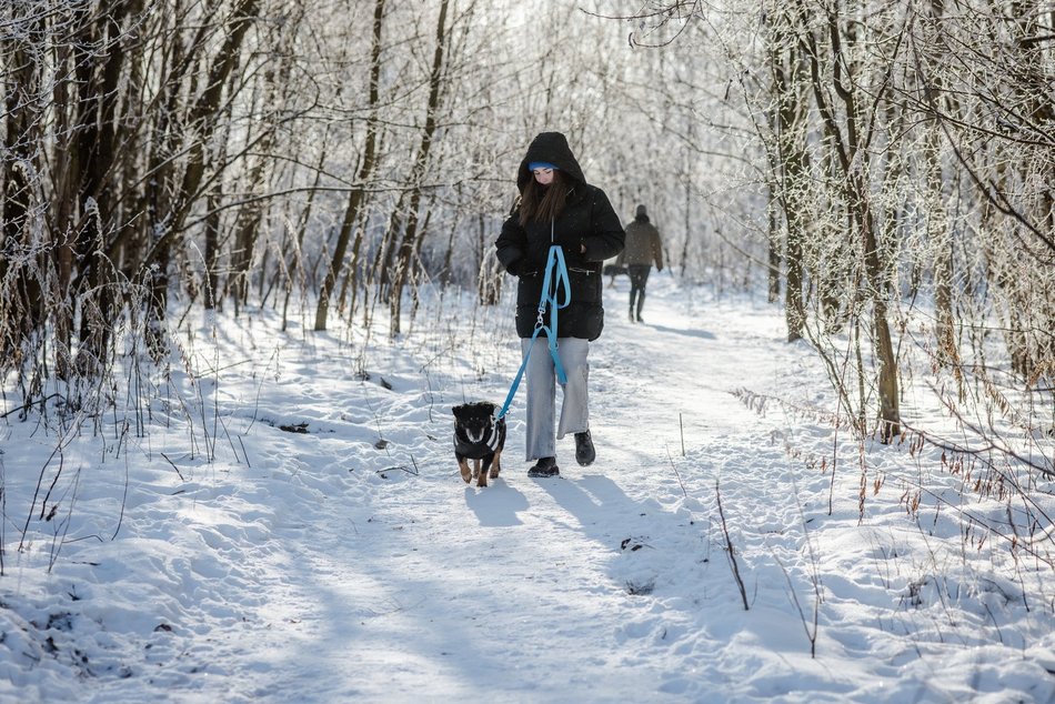 Łódź. Psy ze schroniska w Łodzi na spacerze