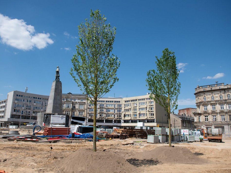 Pierwsze drzewa na remontowanym placu Wolności w Łodzi.