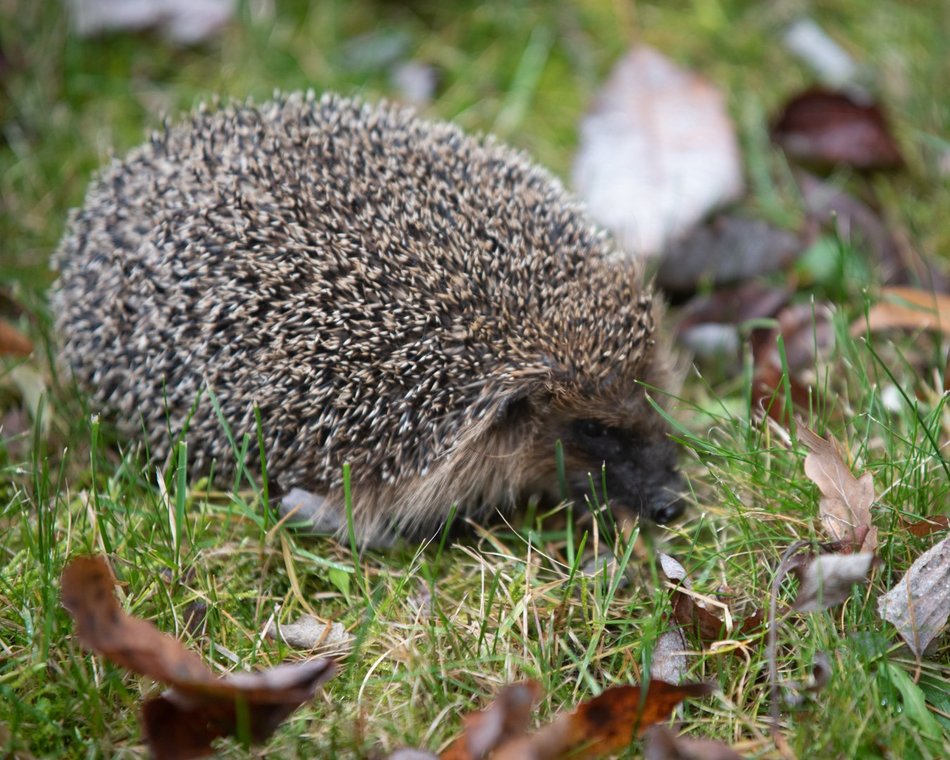 Łódź w trosce o jeże. Wiesz, jak im pomóc przetrwać jesień i zimę?