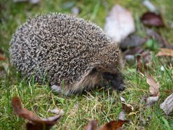 Łódź w trosce o jeże. Wiesz, jak im pomóc przetrwać jesień i zimę?
