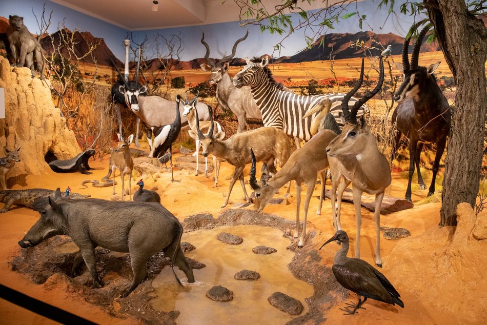 Łódź. Odkryj Muzeum Przyrodnicze w Łodzi. To niezwykły świat zwierząt, dinozaurów, tajemnic natury i przygód!