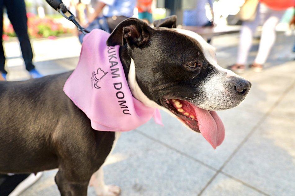 Łódź. Światowy Dzień Zwierząt na Starym Rynku w Łodzi. Psy, konie, a nawet... jerze!