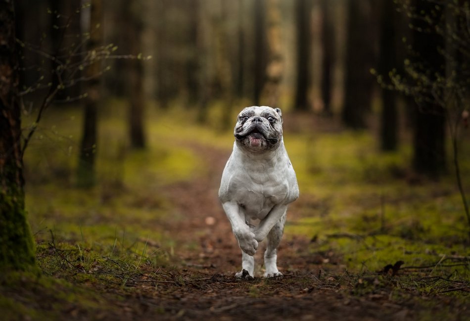 Piesografia zdjęcia zwierzaków