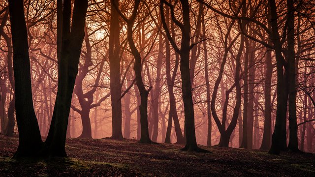 Halloweenowy nordic walking dla seniorów z Łodzi. Wybierz się na nocny spacer po lesie Łagiewnickim