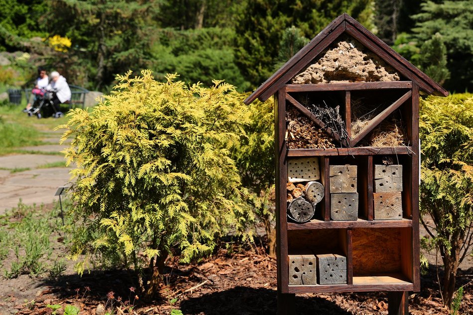 Ogród Botaniczny w Łodzi. Kwitnące rośliny