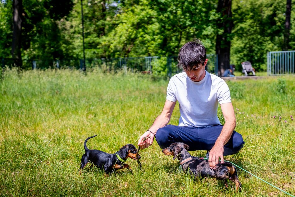 Jamnikówka w parku Poniatowskiego