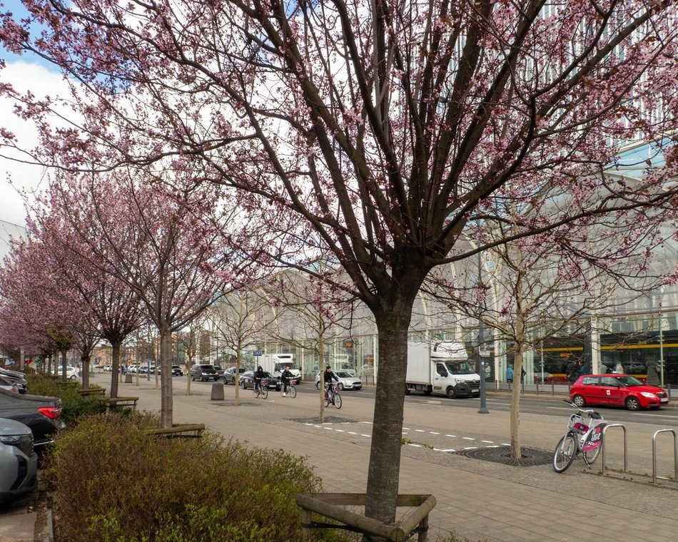 Łódź kwitnie na różowo! Zobacz piękne kadry z centrum miasta!