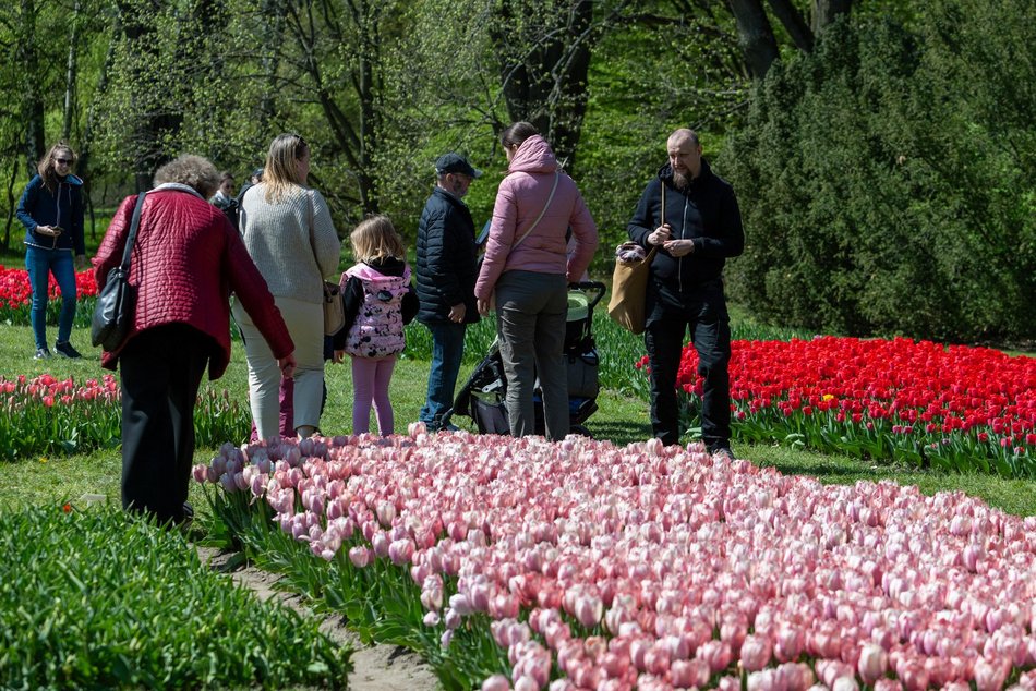 Łódź. Tysiące tulipanów w Ogrodzie Botanicznym w Łodzi. Przyjdź i zobacz je na własne oczy!